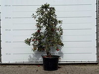 Appelboom elstar xl - malus domestica 'elstar' - hoogte ca. 250 cm