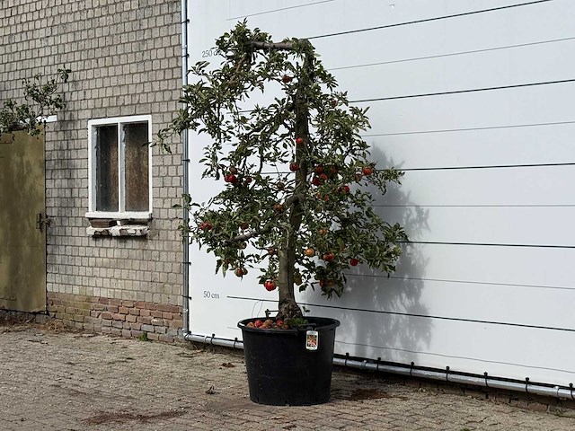 Appelboom elstar xl - malus domestica 'elstar' - hoogte ca. 250 cm - afbeelding 2 van  3
