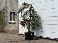 Appelboom elstar xl - malus domestica 'elstar' - hoogte ca. 250 cm - afbeelding 2 van  3