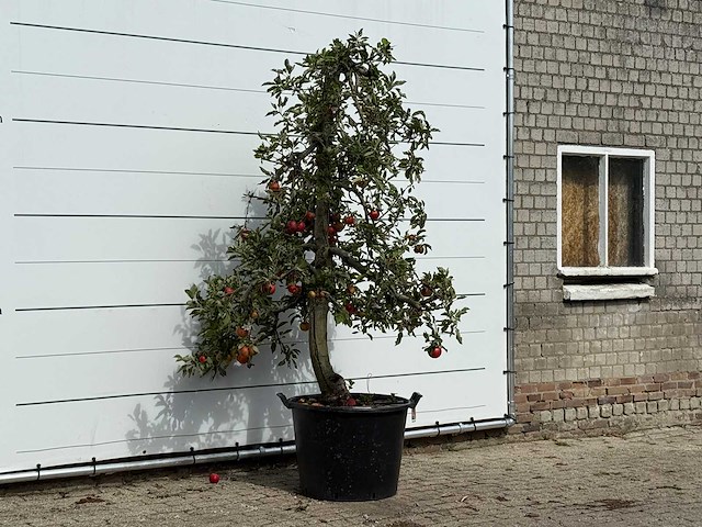 Appelboom elstar xl - malus domestica 'elstar' - hoogte ca. 250 cm - afbeelding 3 van  3