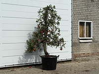 Appelboom elstar xl - malus domestica 'elstar' - hoogte ca. 250 cm - afbeelding 3 van  3