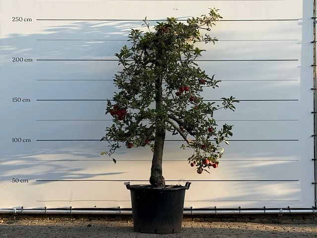 Appelboom elstar xl - malus domestica 'elstar' - hoogte ca. 250 cm - afbeelding 1 van  2
