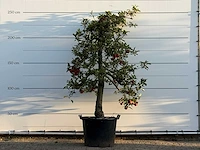 Appelboom elstar xl - malus domestica 'elstar' - hoogte ca. 250 cm