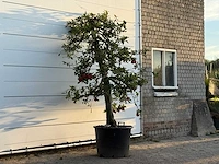 Appelboom elstar xl - malus domestica 'elstar' - hoogte ca. 250 cm - afbeelding 2 van  2
