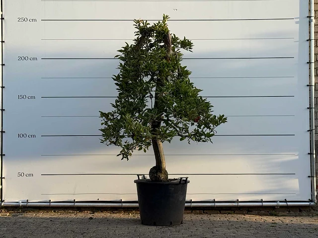 Appelboom elstar xl - malus domestica 'elstar' - hoogte ca. 250 cm - afbeelding 1 van  4