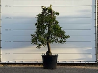 Appelboom elstar xl - malus domestica 'elstar' - hoogte ca. 250 cm