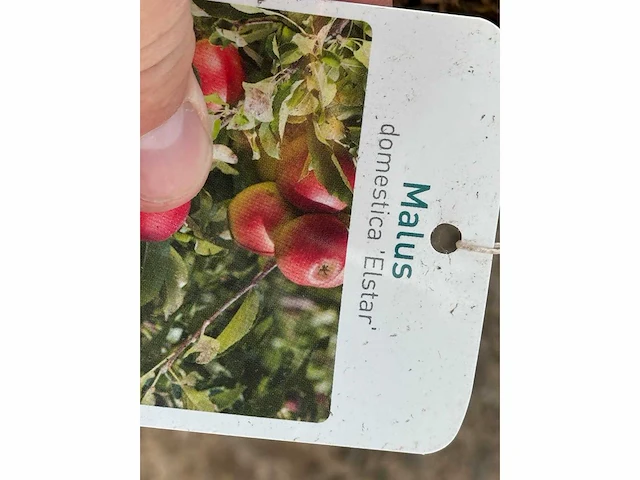 Appelboom elstar xl - malus domestica 'elstar' - hoogte ca. 250 cm - afbeelding 2 van  4