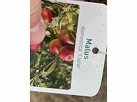 Appelboom elstar xl - malus domestica 'elstar' - hoogte ca. 250 cm - afbeelding 2 van  4