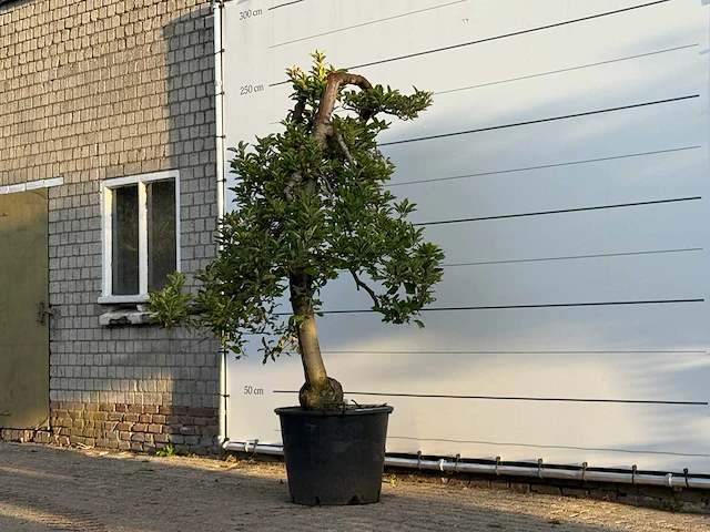 Appelboom elstar xl - malus domestica 'elstar' - hoogte ca. 250 cm - afbeelding 3 van  4