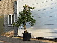 Appelboom elstar xl - malus domestica 'elstar' - hoogte ca. 250 cm - afbeelding 3 van  4