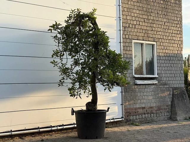 Appelboom elstar xl - malus domestica 'elstar' - hoogte ca. 250 cm - afbeelding 4 van  4
