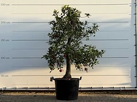 Appelboom elstar xl - malus domestica 'elstar' - hoogte ca. 250 cm