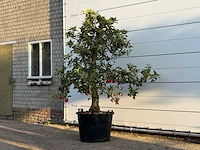 Appelboom elstar xl - malus domestica 'elstar' - hoogte ca. 250 cm - afbeelding 3 van  4