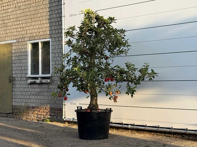 Appelboom elstar xl - malus domestica 'elstar' - hoogte ca. 250 cm - afbeelding 2 van  4