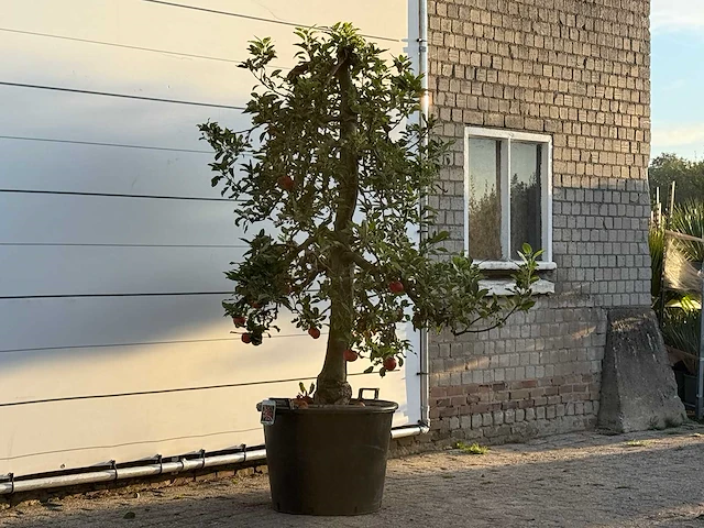 Appelboom elstar xl - malus domestica 'elstar' - hoogte ca. 250 cm - afbeelding 3 van  4