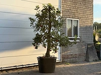 Appelboom elstar xl - malus domestica 'elstar' - hoogte ca. 250 cm - afbeelding 3 van  4