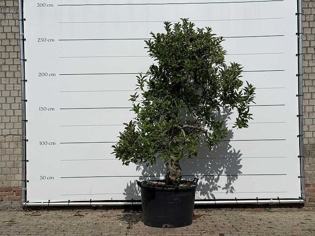 Appelboom elstar xl - malus domestica 'elstar' - hoogte ca. 260 cm - afbeelding 1 van  2