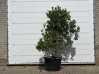 Appelboom elstar xl - malus domestica 'elstar' - hoogte ca. 260 cm