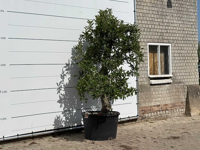 Appelboom elstar xl - malus domestica 'elstar' - hoogte ca. 260 cm - afbeelding 2 van  2