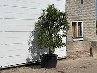 Appelboom elstar xl - malus domestica 'elstar' - hoogte ca. 260 cm - afbeelding 2 van  2