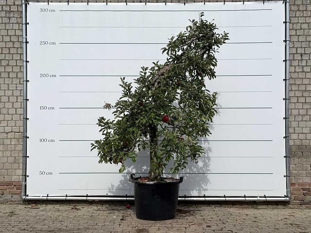 Appelboom elstar xl - malus domestica 'elstar' - hoogte ca. 260 cm - afbeelding 1 van  3