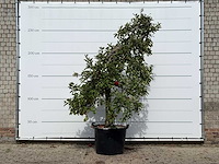 Appelboom elstar xl - malus domestica 'elstar' - hoogte ca. 260 cm