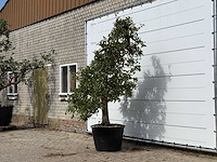 Appelboom elstar xl - malus domestica 'elstar' - hoogte ca. 260 cm - afbeelding 2 van  3