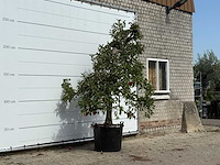 Appelboom elstar xl - malus domestica 'elstar' - hoogte ca. 260 cm - afbeelding 3 van  3