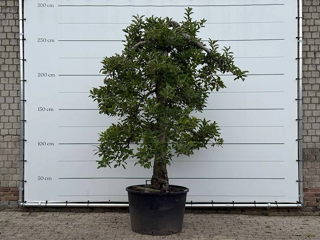 Appelboom elstar xl - malus domestica 'elstar' - hoogte ca. 280 cm - afbeelding 1 van  4