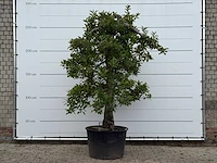 Appelboom elstar xl - malus domestica 'elstar' - hoogte ca. 280 cm