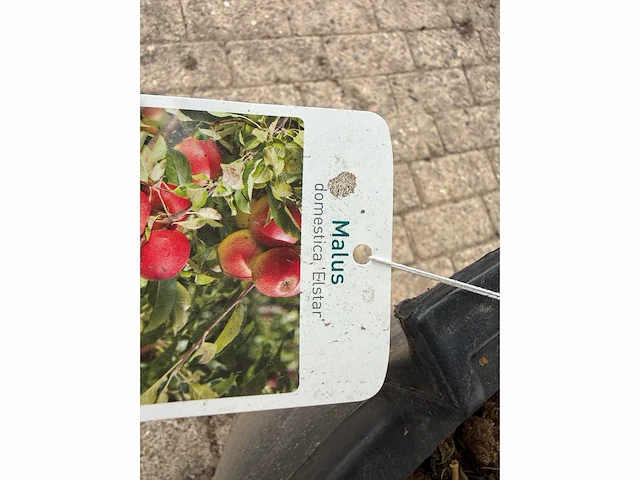Appelboom elstar xl - malus domestica 'elstar' - hoogte ca. 280 cm - afbeelding 2 van  4