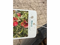 Appelboom elstar xl - malus domestica 'elstar' - hoogte ca. 280 cm - afbeelding 2 van  4