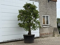 Appelboom elstar xl - malus domestica 'elstar' - hoogte ca. 280 cm - afbeelding 3 van  4