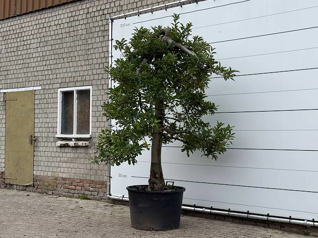 Appelboom elstar xl - malus domestica 'elstar' - hoogte ca. 280 cm - afbeelding 4 van  4