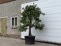 Appelboom elstar xl - malus domestica 'elstar' - hoogte ca. 280 cm - afbeelding 4 van  4