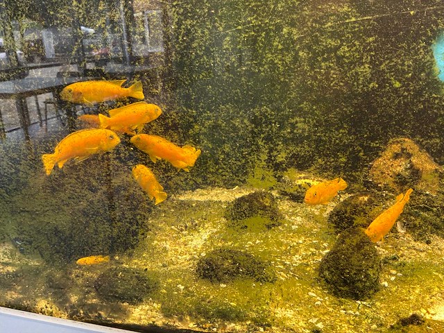 Aquarium - afbeelding 4 van  9