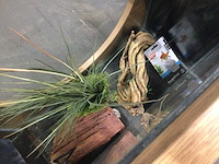 Aquatlantis aquafashion aquarium - afbeelding 5 van  6