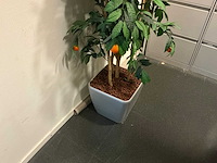 Archiefstelling - afbeelding 4 van  7