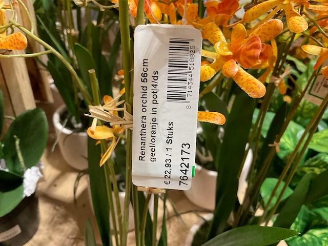 Art en emerald kunstplanten - afbeelding 3 van  11