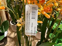 Art en emerald kunstplanten - afbeelding 3 van  11