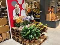 Art en emerald kunstplanten - afbeelding 4 van  11