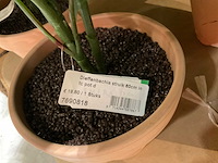 Art en emerald kunstplanten - afbeelding 6 van  11