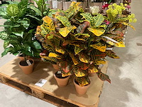 Art en emerald kunstplanten - afbeelding 7 van  11