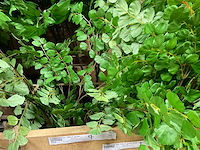 Art kunsttakken - afbeelding 3 van  5