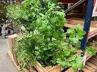 Art kunsttakken - afbeelding 4 van  5