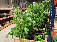 Art kunsttakken - afbeelding 5 van  5