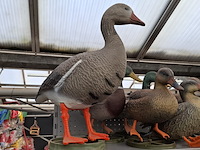 Assortiment dieren beelden o.a. ubbink - afbeelding 12 van  44