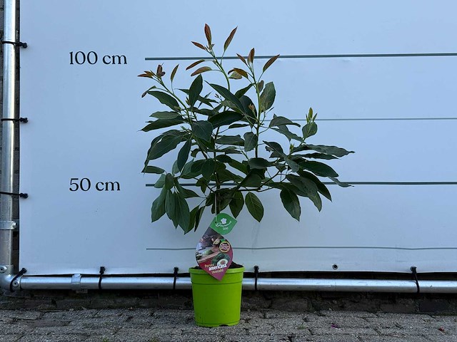 Avocadoboom - persea americana - hoogte ca. 100 cm - afbeelding 1 van  4