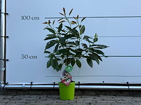 Avocadoboom - persea americana - hoogte ca. 100 cm - afbeelding 1 van  4