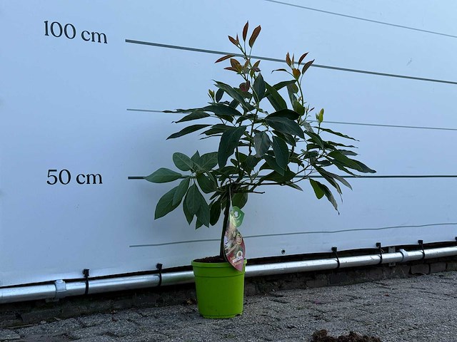 Avocadoboom - persea americana - hoogte ca. 100 cm - afbeelding 4 van  4